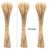 300 Stems 16 Inch Dried Wheat Sheaves, Natural Wheat Stalks Bundle Fall Arrangement For Diy Craft, Home Table, Wedding