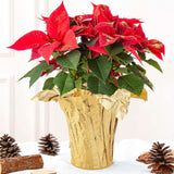 2 Roll 10 Yard Christmas Plant Pot Floral Foil, Matte Texture Floral Foil Plant Pot Covers, Golden Florals Foils Wrapping Paper For Home Garden Pots Vases Diy Decoration