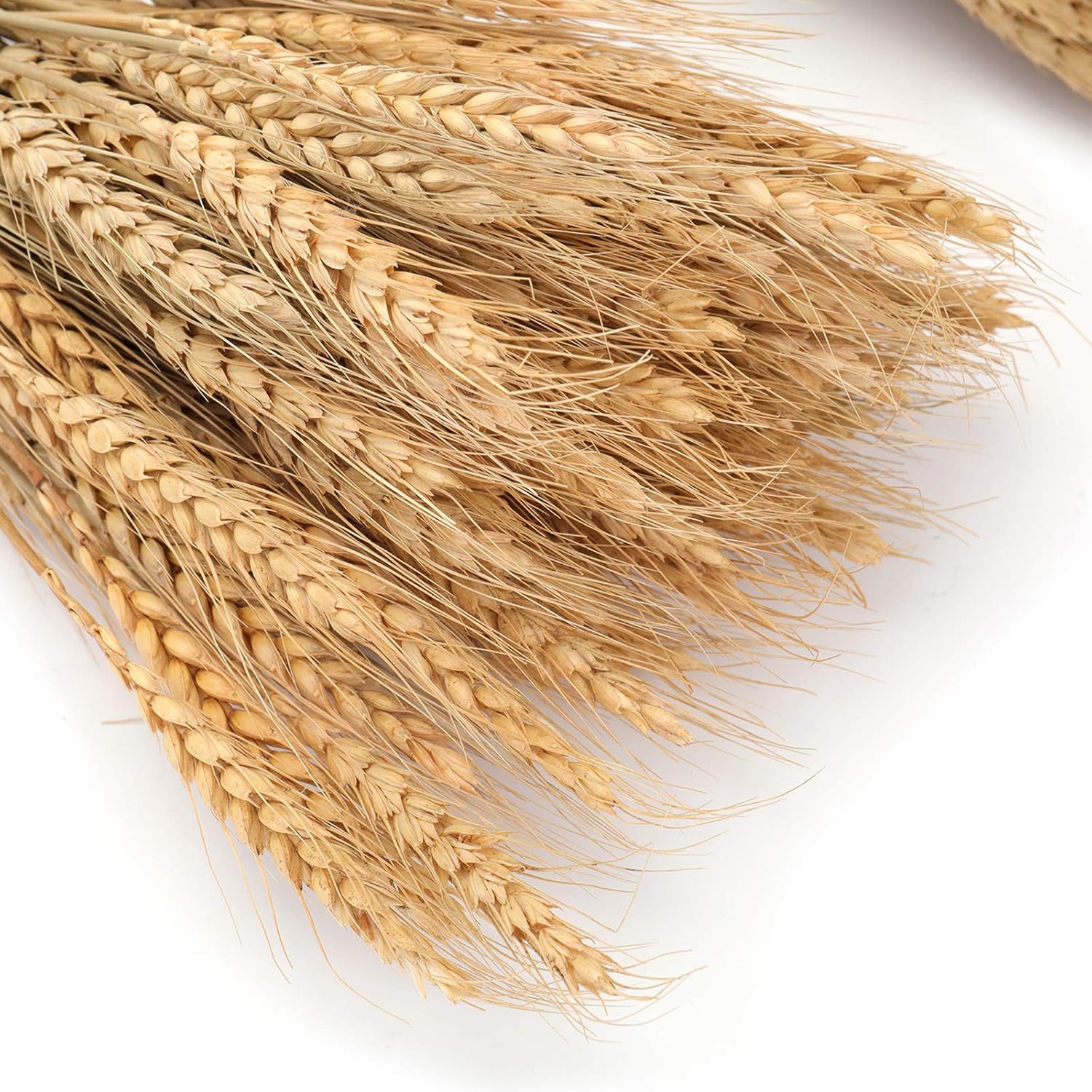 300 Stems 16 Inch Dried Wheat Sheaves, Natural Wheat Stalks Bundle Fall Arrangement For Diy Craft, Home Table, Wedding