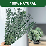 18 Pcs Real Dried Eucalyptus Stems,17" Natural Eucalyptus Branches For Shower To Release Fragrance, Vase Filler, Bathroom Decor, Dried Flower Arrangement