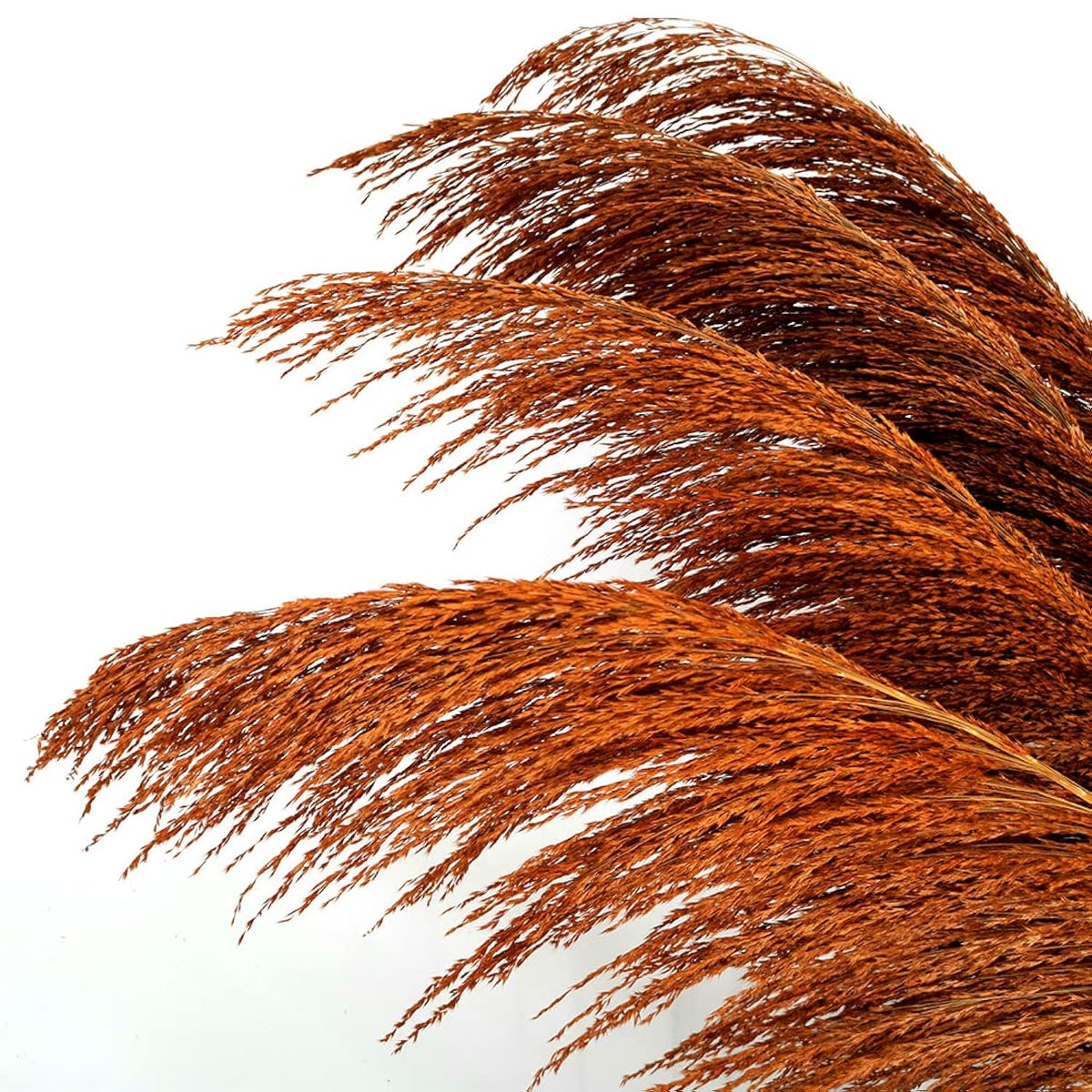 Pampas Grass Decor Tall,Long Pampas, Large Pompas Floral, Elegant Feather Flowers For Wedding Decorations, Living Room Decor (Natural Orange, 8Pcs 31.5"(80Cm))