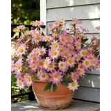 Daisy Flowers Artificial (144 Blooms), 12 Bundles Fake Wildflowers For Outdoor Planters, Faux Plants With Silk Daisies For Front Porch Garden Patio Home Aesthetic (Pink And White Gradient)