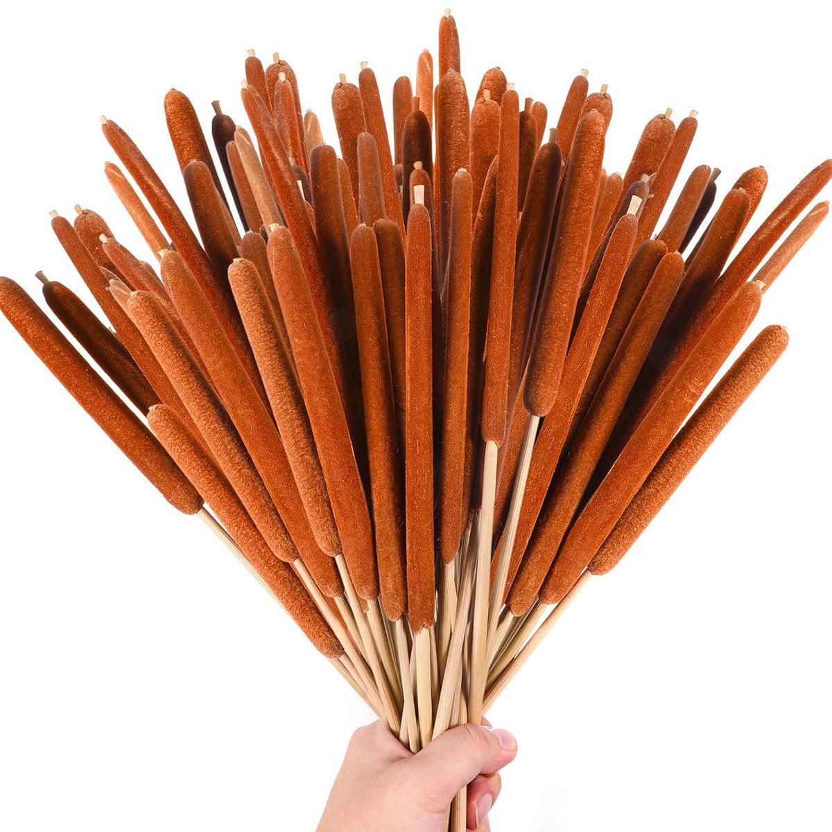 60 Pcs Large Brown Cattails Flowers 17 Inch Real Dried Natural Cattails Stems Bundles Jumbo Cat Tail Bulrush Plants For Diy Floral Arrangements Wedding Home Farmhouse Gardens Decor