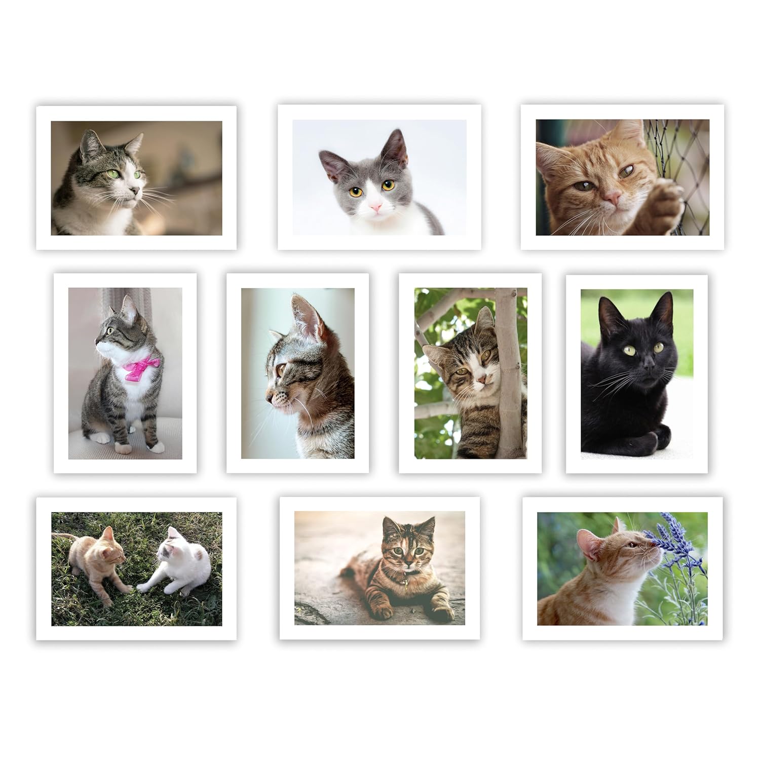 Adorable Cats And Kittens Greeting Cards-Set Of 10 All Occasion 5X7 Note Cards With Envelopes. Blank Inside. Cute Photos Of Lovable Furbabies!
