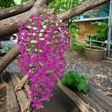 2 Pcs Bougainvillea Artificial Hanging Flowers Bouquet 49.6In Faux Triangle Plum Blooming Bugambilias Plants For Home Garden Party Indoor Outdoor Wedding Arrangement Decoration (Pure Purple)