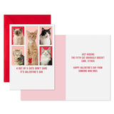 Hallmark Shoebox Pack of 4 Funny Valentines Day Cards (Cats Don't Care)