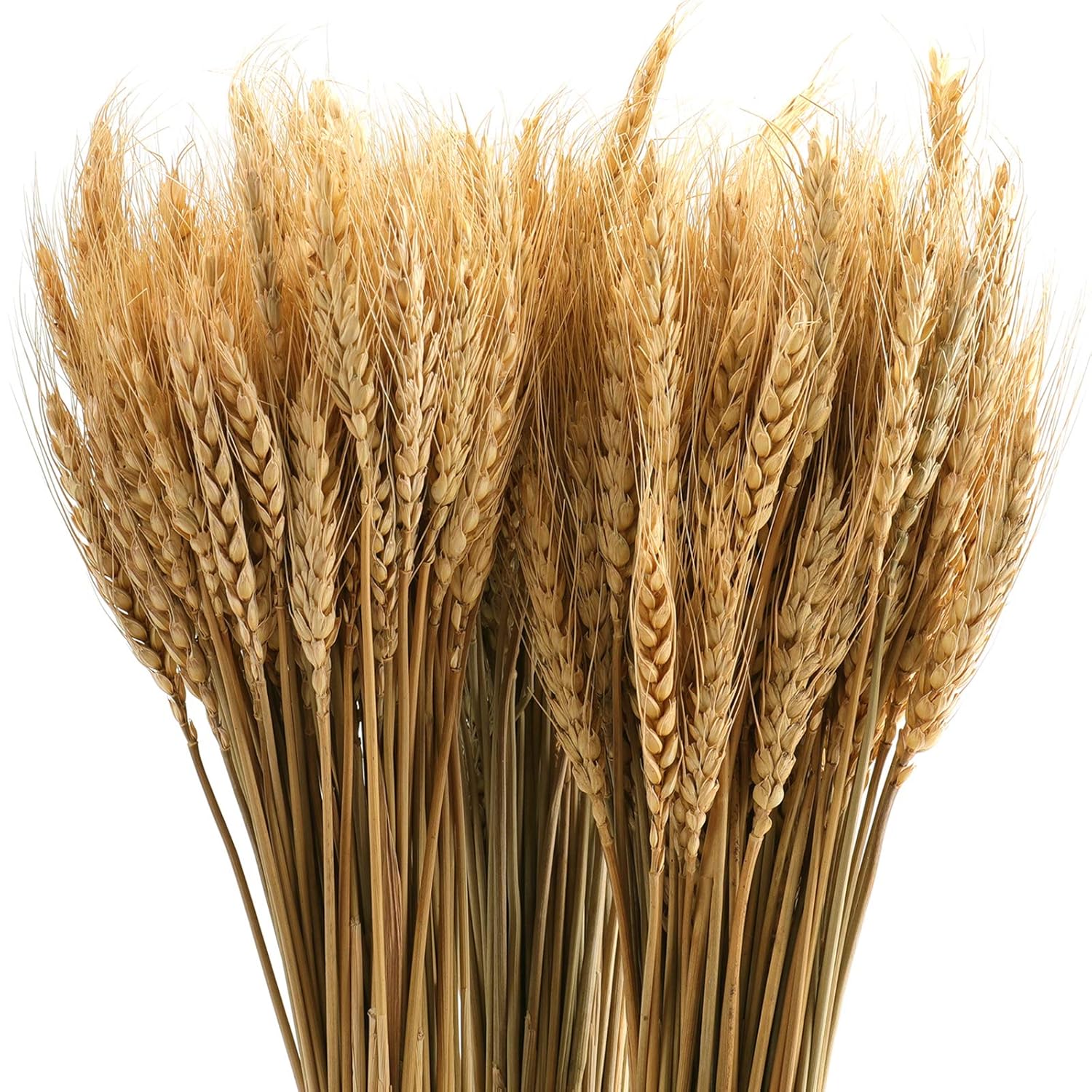 300 Stems 16 Inch Dried Wheat Sheaves, Natural Wheat Stalks Bundle Fall Arrangement For Diy Craft, Home Table, Wedding