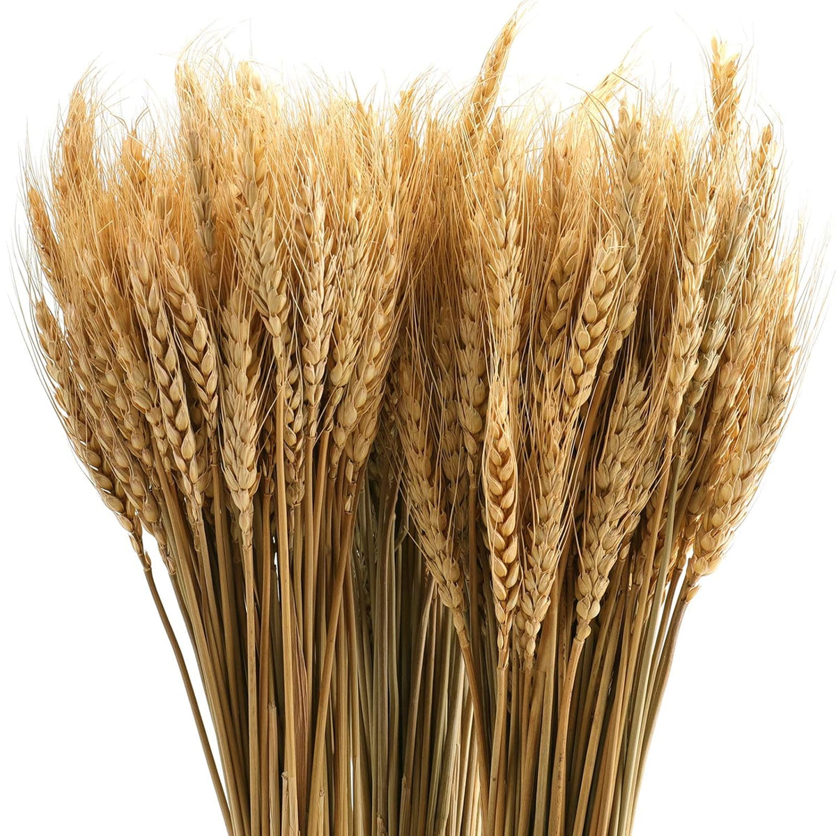 300 Stems 16 Inch Dried Wheat Sheaves, Natural Wheat Stalks Bundle Fall Arrangement For Diy Craft, Home Table, Wedding