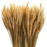300 Stems 16 Inch Dried Wheat Sheaves, Natural Wheat Stalks Bundle Fall Arrangement For Diy Craft, Home Table, Wedding