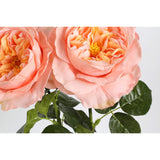 2Pcs Fake Austin Rose Peonies Flowers Real Touch Peach Roses With Stems 25.60'' Latex Peony Artificial Flowers For Home Decor Flower Arrangement Wedding Centerpieces Valentine'S Day (Peach)