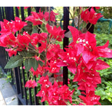 5.9 Ft Artificial Bougainvillea Flowers Garland Silk Bougainvillea Vines Faux Long Bougainvillea Vines For Wedding Arch Wall Decorations Centerpieces Table Runner (Fuchsia - Pack Of 2)