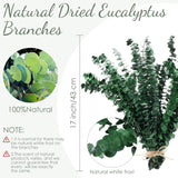 100 Pcs Large Dried Eucalyptus Stems 17Inch Natural Real Fresh Eucalyptus Branches For Shower Hanging Fresh Plant Greenery Leaves For Wedding Bathroom Vase Filler Diy Garland Decor