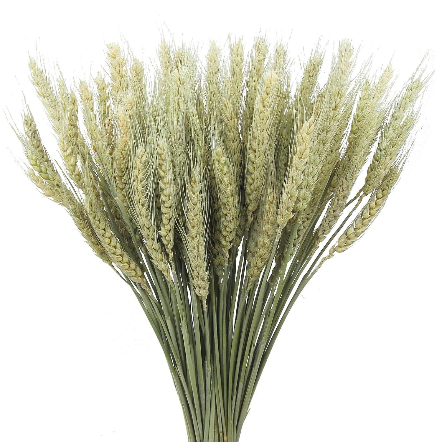 100 Pcs Dried Wheat Stalks Bundle Natural Dried Wheat Sheaves Stems Wheat Grass Dried Flowers Arrangement Bouquet For Wedding Party Table Centerpiece Fall Harvest Wreath Boho Decor Farmhouse