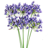 6Pcs Artificial Agapanthus Flowers Long Stems Silk Lily Flowers For Home Hotel Flower Arrangement Party Decor (White Purple)