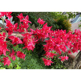 5.9 Ft Artificial Bougainvillea Flowers Garland Silk Bougainvillea Vines Faux Long Bougainvillea Vines For Wedding Arch Wall Decorations Centerpieces Table Runner (Fuchsia - Pack Of 2)