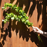 FiveSeasonStuff Artificial Bells of Ireland | Flower Greenery Fillers | Floral Bouquet Arrangement, 2 Stems