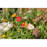 Bloomin Mini Enclosure Cards Complete Collection (9 Card Set)