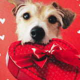 Hallmark Pack of Valentine's Day Cards, Dog with Box of Chocolates (10 Valentine's Day Cards with Envelopes)